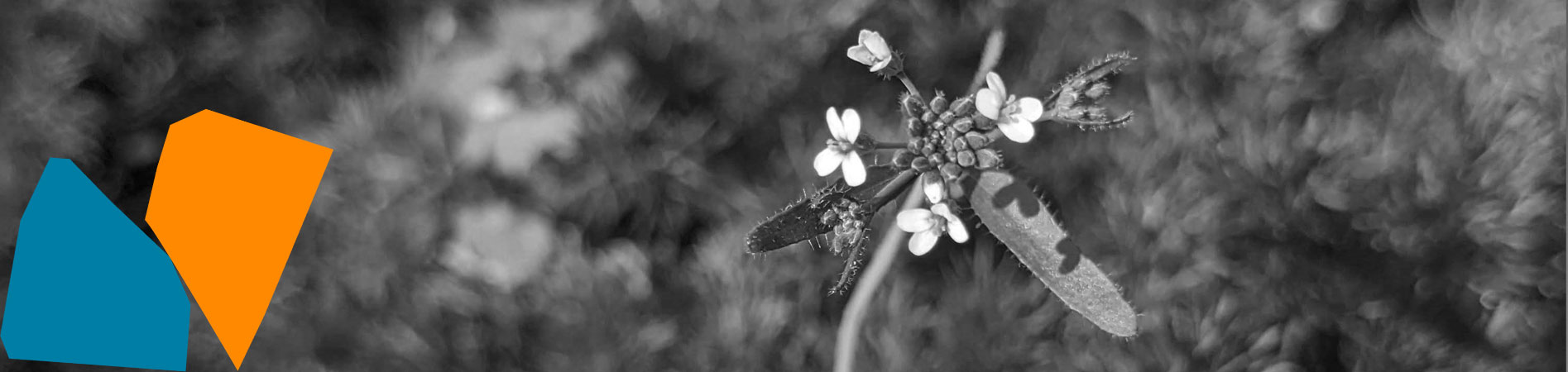 garden-banner-1
